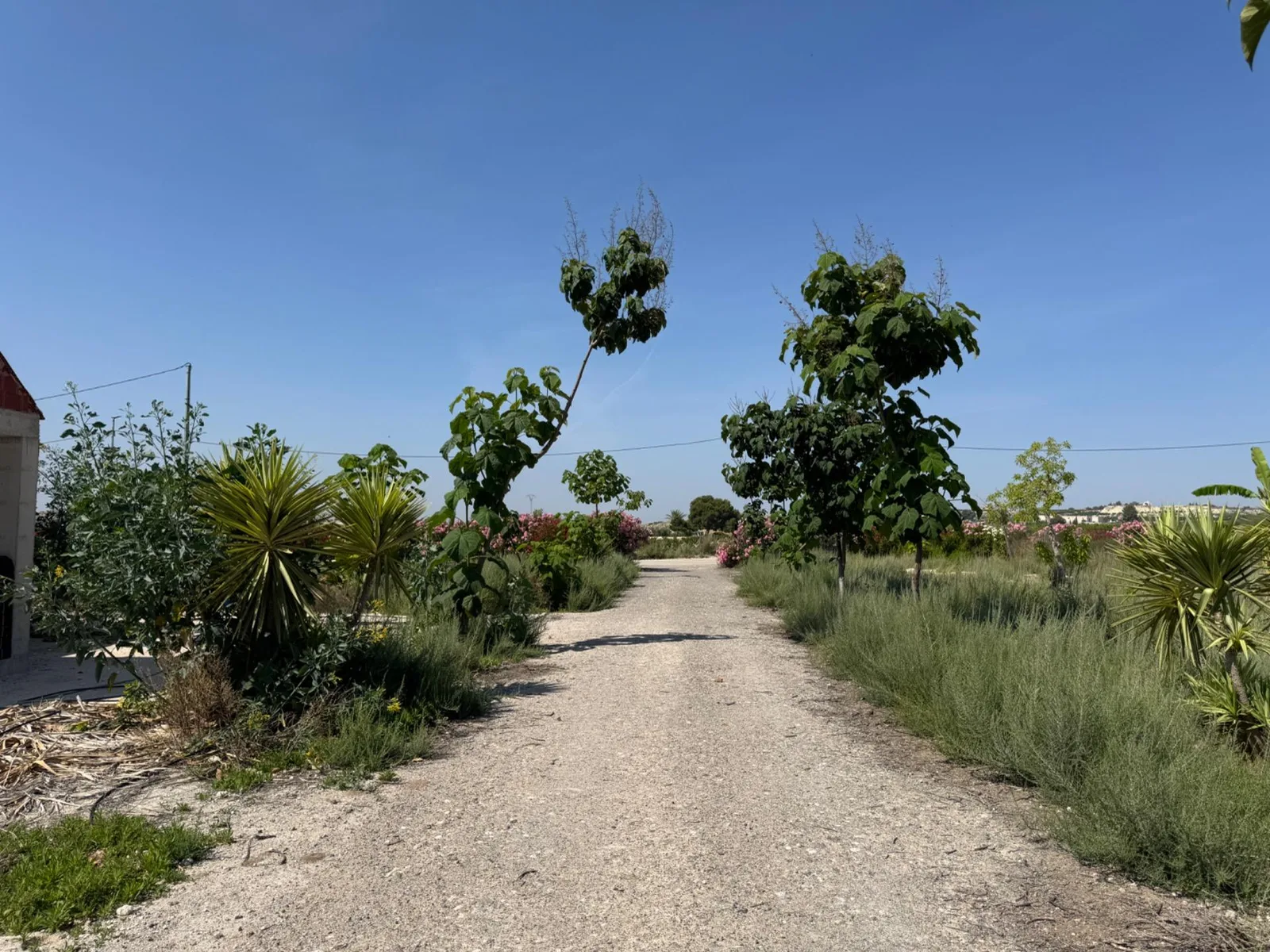 Finca rústica de 10.000 m² con 2 viviendas, nave y balsa en Las Jumillicas (Fortuna)